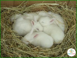 Zoológico da Cidade da Criança comemora nascimento de coelhos