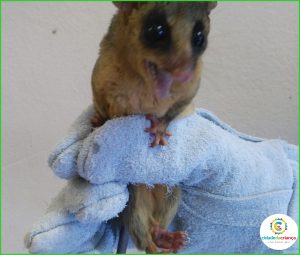 Equipe do hospital veterinário da Cidade da Criança registra um dos menores marsupiais do mundo