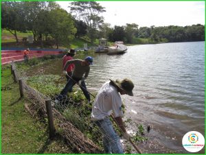 Cidade da Criança inicia limpeza de aguapés dos lagos do Parque Ecológico