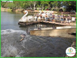 Associação de pesca da Cidade da Criança realiza soltura de 850 kg de pacu