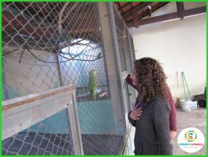 Hospital Veterinário do Parque Ecológico recebe papagaio apreendido em Osvaldo Cruz