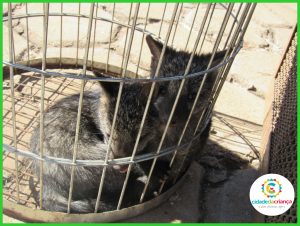 Cachorros-do-mato são capturados no Parque Aquático Cidade da Criança