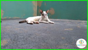 Hospital veterinário da Cidade da Criança disponibiliza gatos para adoção