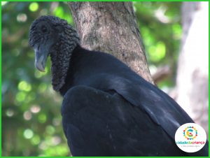 Especial Zoo: Conheça mais sobre os urubus, aves muito importantes para a natureza