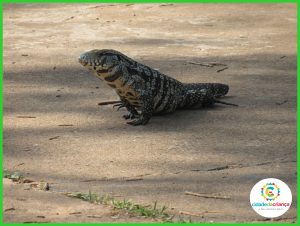 Especial Zoo: Teiús do Parque Ecológico encantam visitantes na Cidade da Criança