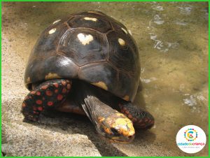 Especial Zoo: Jabuti com mancha em formato de coração ganha o nome de Romeu