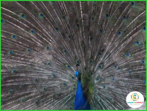 Especial zoo: A beleza e a graciosidade dos pavões, os exibicionistas da natureza