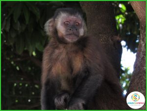 Especial Zoo: Por que não é recomendado oferecer alimento aos macacos-prego?