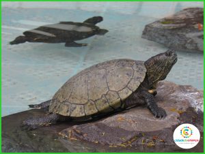 Especial Zoo: Conheça as características das tartarugas do Parque Ecológico