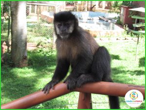 Entenda por que os visitantes não devem oferecer alimento aos macacos-prego