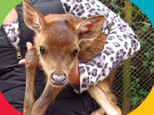 Cervo nasce no zoológico do Parque Ecológico Cidade da Criança