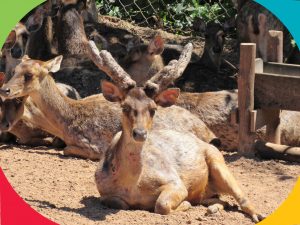 Especial Zoo: Cervo Sambar pode saltar facilmente até 2 metros de altura