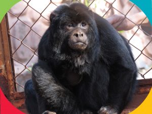 Especial Zoo: Bugio-preto possui vocalização alta e passa dois terços do dia em repouso