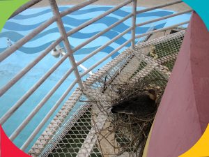 Ave constrói ninho em cima do farol do Parque Aquático