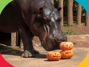 Animais do zoológico da Cidade da Criança ganham abóboras decoradas no clima de Halloween