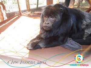 Animais do zoológico da Cidade da Criança recebem cuidados especiais no frio