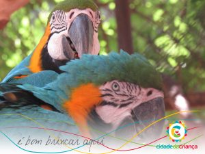 Emas e araras são exemplos de cuidados paternos entre os animais