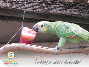 Animais do zoológico ganham sorvetes para amenizar o calor