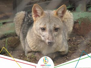 Cachorro-do-mato resgatado em área de queimada ganha nova casa no zoológico