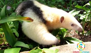 Dia do Tamanduá: conheça a nova moradora do zoológico