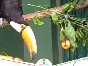 Animais do zoológico da Cidade da Criança ganham presentes com alimentos, em alusão ao Natal