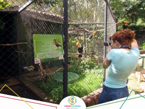 Jornal O Imparcial faz matéria sobre animais recebidos pelo zoológico, após apreensões da Polícia Ambiental