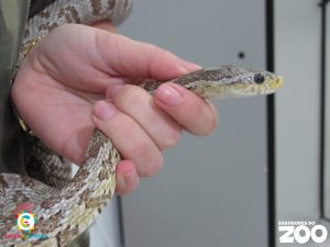 Prefeitura de Botucatu - SP - Serpentes