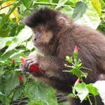 Cidade da Criança orienta população a não ou tocar alimentar animais silvestres