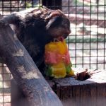 Animais do zoológico da Cidade da Criança recebem sorvetes de frutas para aliviar calor