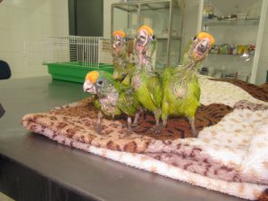 Hospital Veterinário da Cidade da Criança apresenta rotina de cuidados a filhotes órfãos