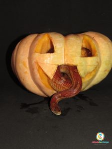 Animais do zoológico da Cidade da Criança celebram Halloween com abóboras decoradas