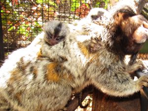 Filhotes de saguis-de-tufos-pretos nascem no zoológico da Cidade da Criança