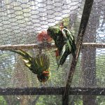 Banhos de chuveiro refrescam aves do zoológico da Cidade da Criança