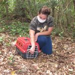 Cidade da Criança reabilita e devolve à natureza filhotes de gambás-de-orelhas-brancas